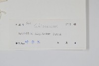 掌葉海金沙藏品圖，第2張