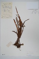 紐柄書帶蕨藏品圖，第1張