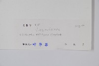 紐柄書帶蕨藏品圖，第2張