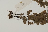 鐵線蕨藏品圖，第4張