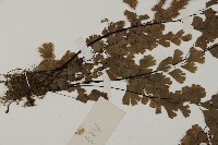 鐵線蕨藏品圖，第5張