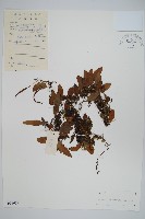 抱樹蕨、伏石蕨藏品圖，第1張