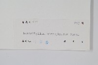 抱樹蕨、伏石蕨藏品圖，第2張