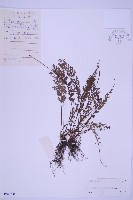 長生鐵角蕨藏品圖，第1張