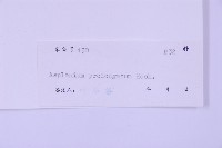 長生鐵角蕨藏品圖，第2張