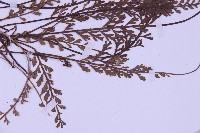 長生鐵角蕨藏品圖，第3張