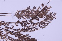 長生鐵角蕨藏品圖，第4張