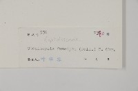 屏東擬肋毛蕨藏品圖，第2張