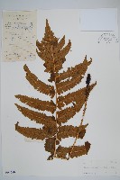 史氏鱗毛蕨藏品圖，第1張