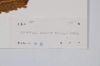 史氏鱗毛蕨藏品圖，第2張