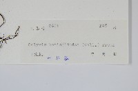 斷線蕨藏品圖，第2張