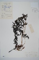 魚鱗蕨藏品圖，第1張