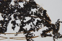 魚鱗蕨藏品圖，第3張