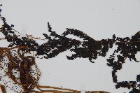 魚鱗蕨藏品圖，第4張