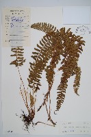 韓氏耳蕨藏品圖，第1張