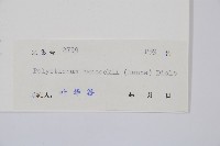 韓氏耳蕨藏品圖，第2張