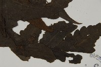 三叉蕨藏品圖，第3張