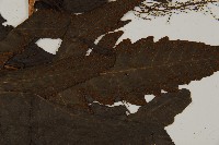 三叉蕨藏品圖，第4張