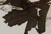 三叉蕨藏品圖，第5張