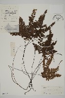 扇葉鐵線蕨藏品圖，第1張