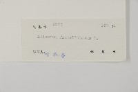 扇葉鐵線蕨藏品圖，第2張