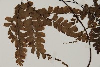 扇葉鐵線蕨藏品圖，第3張