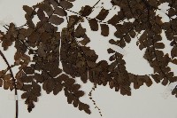 扇葉鐵線蕨藏品圖，第4張