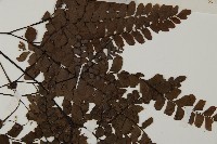 扇葉鐵線蕨藏品圖，第5張