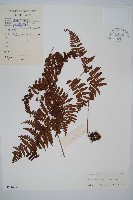 鈍齒鱗毛蕨藏品圖，第1張