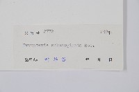 鈍齒鱗毛蕨藏品圖，第2張