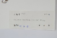 胃葉線蕨藏品圖，第2張