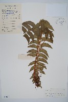 鐮羽貫眾藏品圖，第1張