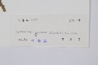 鐮羽貫眾藏品圖，第2張