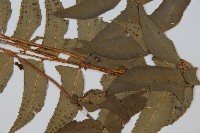 鐮羽貫眾藏品圖，第3張