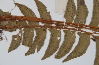 鐮羽貫眾藏品圖，第4張