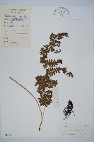 倉田氏蹄蓋蕨藏品圖，第1張