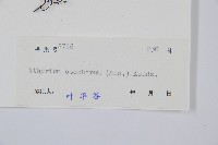 倉田氏蹄蓋蕨藏品圖，第2張