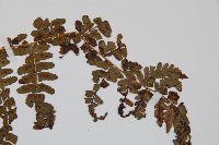 倉田氏蹄蓋蕨藏品圖，第3張