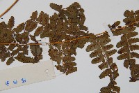 倉田氏蹄蓋蕨藏品圖，第4張