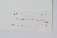 波氏星蕨藏品圖，第2張