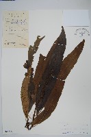 波氏星蕨藏品圖，第1張