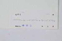 波氏星蕨藏品圖，第2張