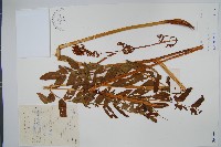 紫萁藏品圖，第1張