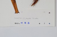 紫萁藏品圖，第2張