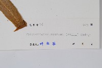 友水龍骨藏品圖，第2張