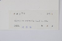 金狗毛蕨藏品圖，第2張