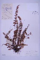 生芽鐵角蕨藏品圖，第1張