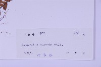 生芽鐵角蕨藏品圖，第2張