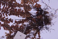 生芽鐵角蕨藏品圖，第4張