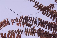 生芽鐵角蕨藏品圖，第5張